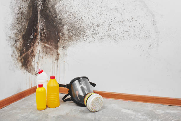 Best Attic Mold Remediation in Clover, SC