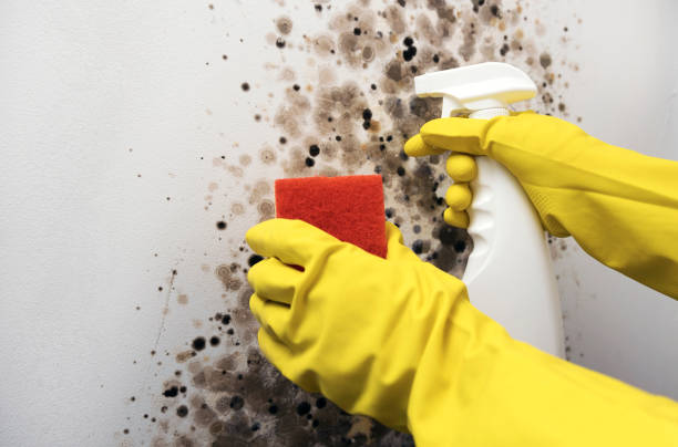 Best Post-Remediation Services in Clover, SC