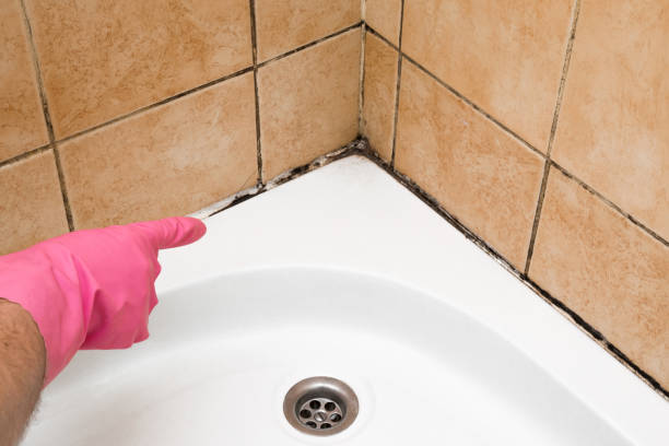 Best Residential Mold Remediation in Clover, SC